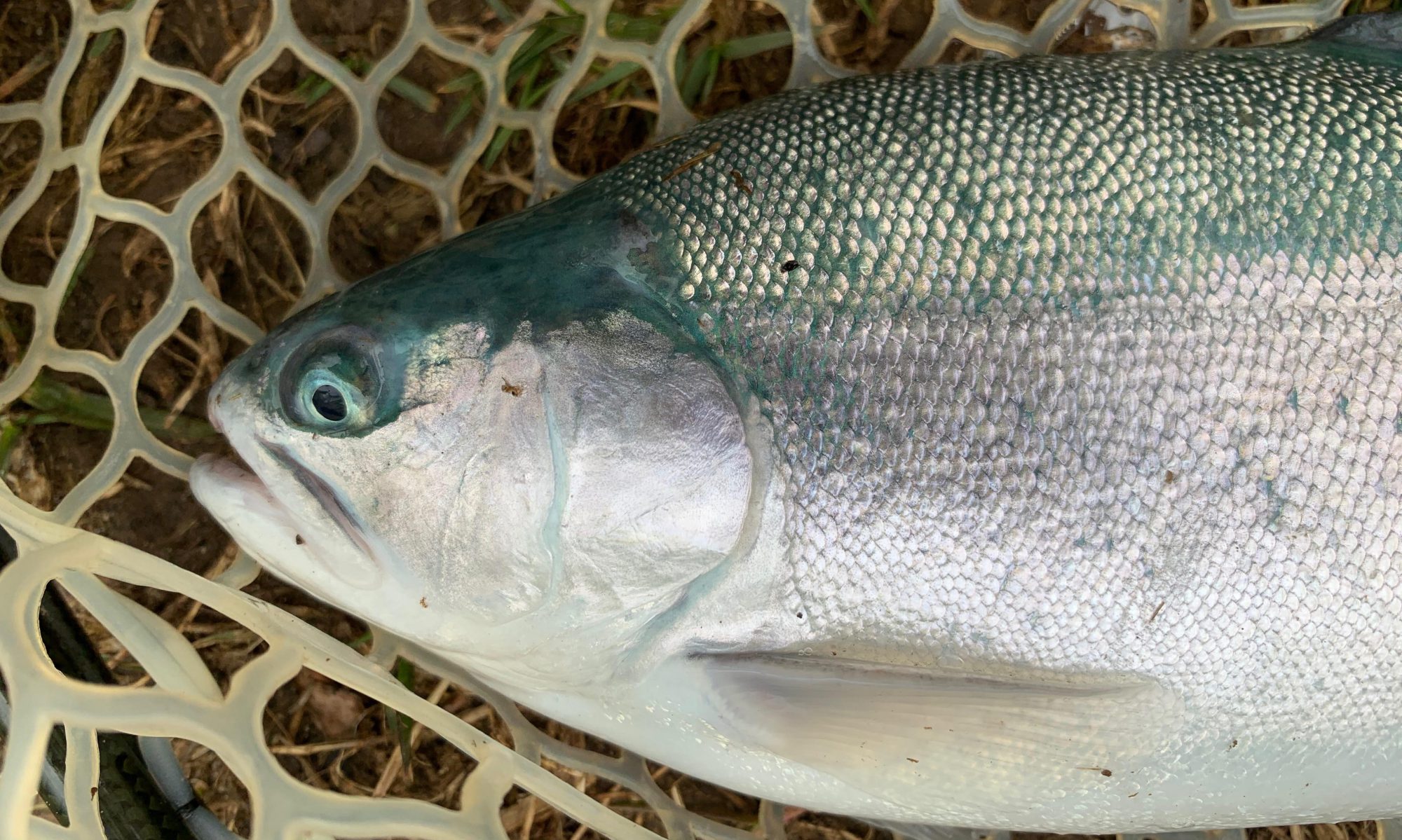 Central Ohio Fly Fishers We are fly fishing enthusiasts!